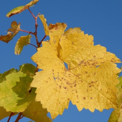 Riesling Blaetter gelb 11
